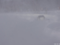 DSC04551-Large